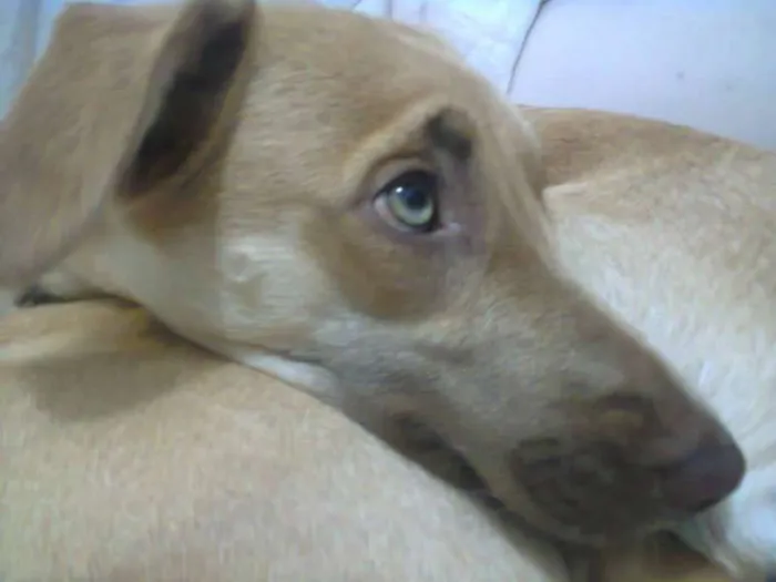 Cachorro ra a SRD idade 1 ano nome Flora