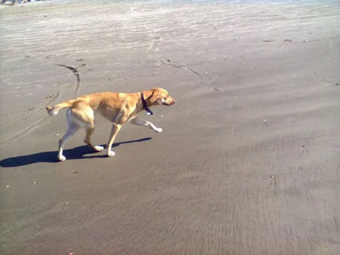 Cachorro ra a SRD idade 1 ano nome Flora