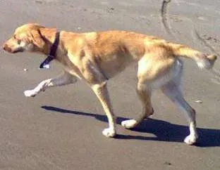 Cachorro ra a SRD idade 1 ano nome Flora