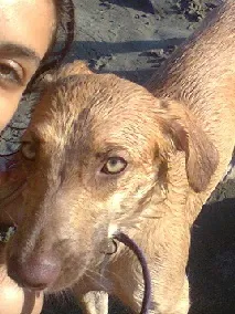 Cachorro ra a SRD idade 1 ano nome Flora