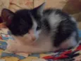 Gatinhos Fofos