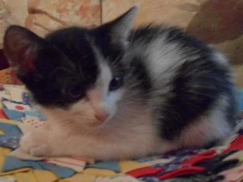 Gato ra a indefinida idade 2 a 6 meses nome Gatinhos Fofos