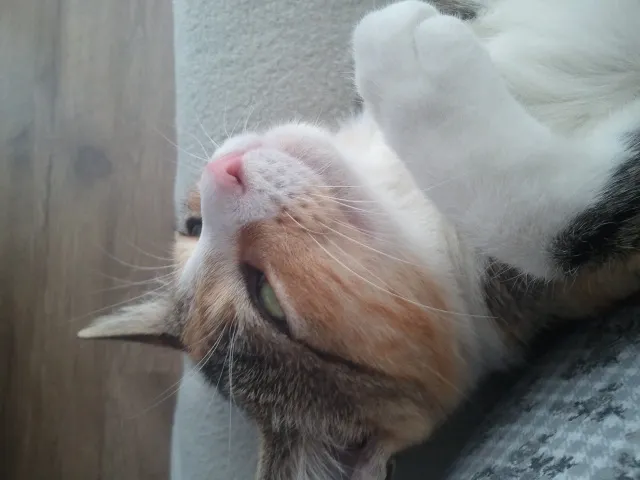 Gato ra a SRD idade 2 a 6 meses nome Nina
