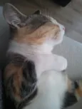 Nina