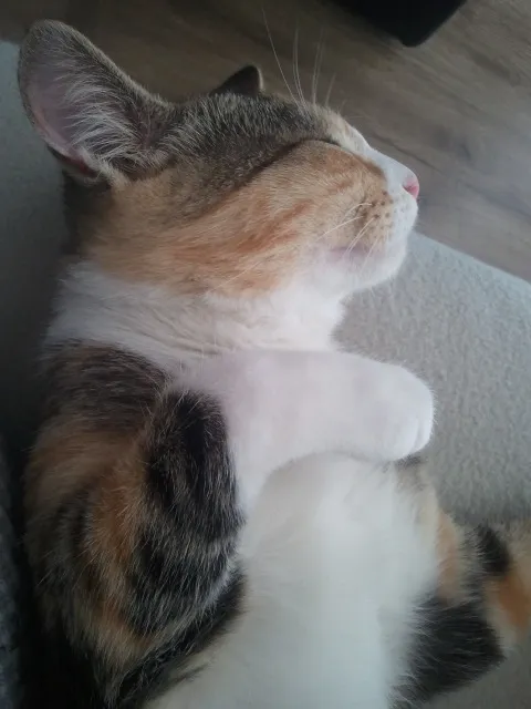 Gato ra a SRD idade 2 a 6 meses nome Nina