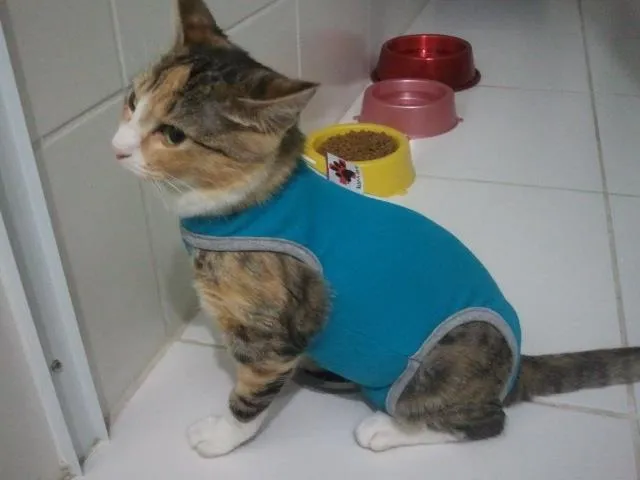 Gato ra a SRD idade 2 a 6 meses nome Nina