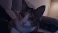 Nina