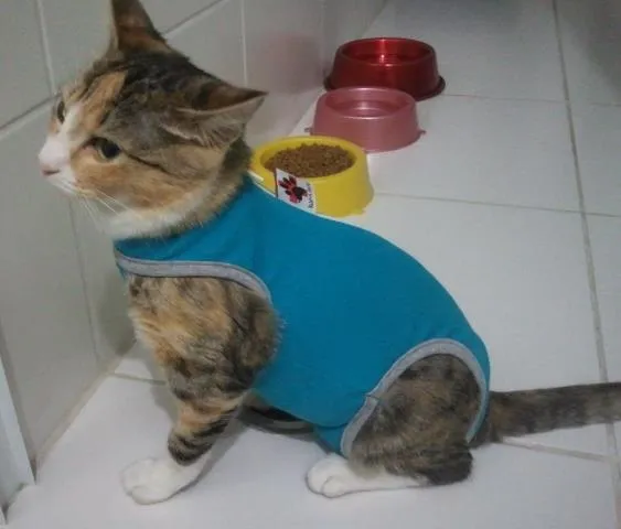 Gato ra a SRD idade 2 a 6 meses nome Nina