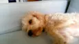 Lisbeth
