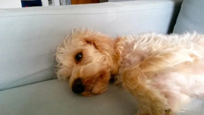 Cachorro ra a SRD idade 2 anos nome Lisbeth