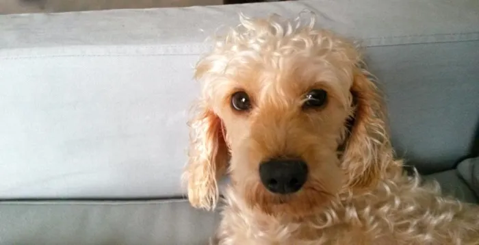 Cachorro ra a SRD idade 2 anos nome Lisbeth