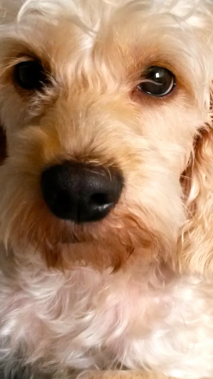 Cachorro ra a SRD idade 2 anos nome Lisbeth