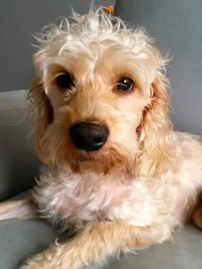 Cachorro ra a SRD idade 2 anos nome Lisbeth