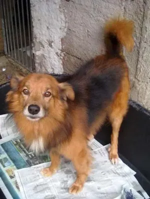Cachorro raça SRD idade 6 ou mais anos nome Dicky
