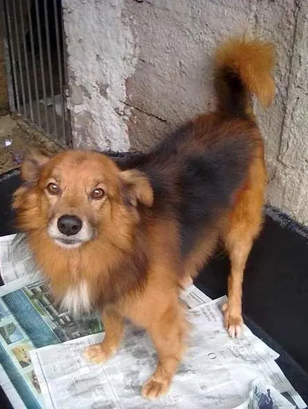 Cachorro raça SRD idade 6 ou mais anos nome Dicky