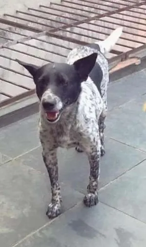 Cachorro raça SRD idade 5 anos nome Costela