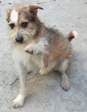 Cachorro raça SRD idade 6 ou mais anos nome Conan