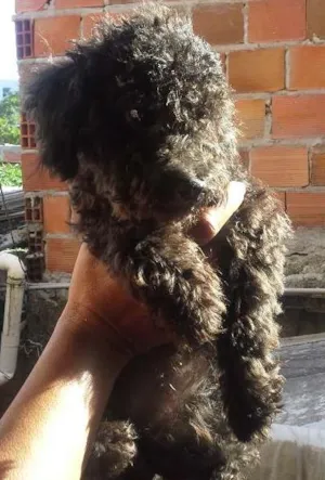 Cachorro raça Poodle idade 2 a 6 meses nome lara