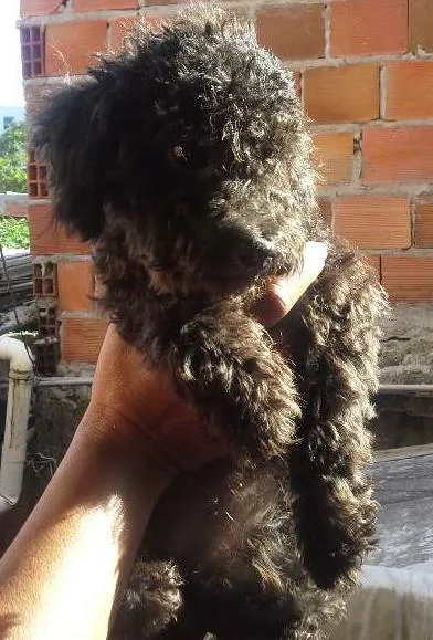 Cachorro ra a Poodle idade 2 a 6 meses nome lara