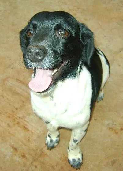 Cachorro ra a  idade 2 anos nome --