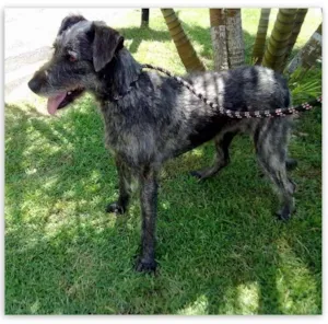Cachorro raça SRD idade 5 anos nome Lilika