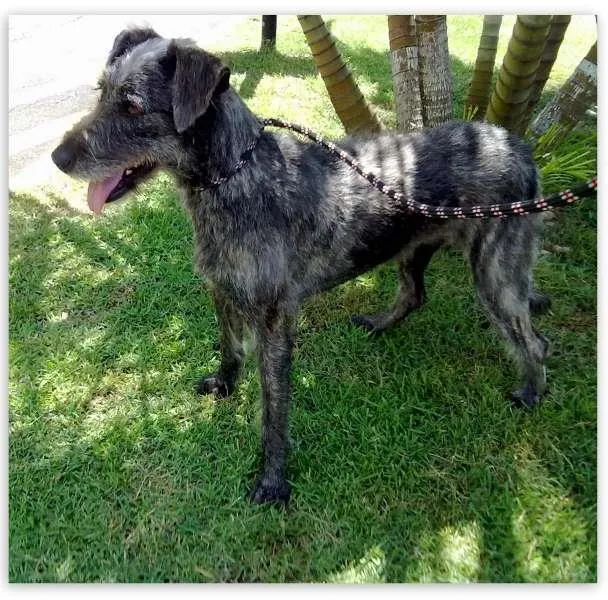 Cachorro raça SRD idade 5 anos nome Lilika