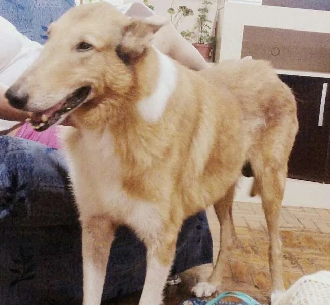Cachorro ra a collie idade 6 ou mais anos nome Uísque