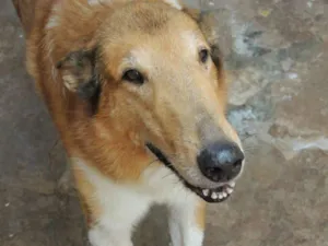 Cachorro raça collie idade 6 ou mais anos nome Uísque