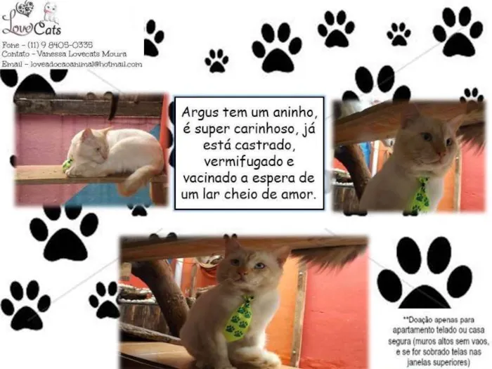 Gato ra a SRD idade 1 ano nome Argos