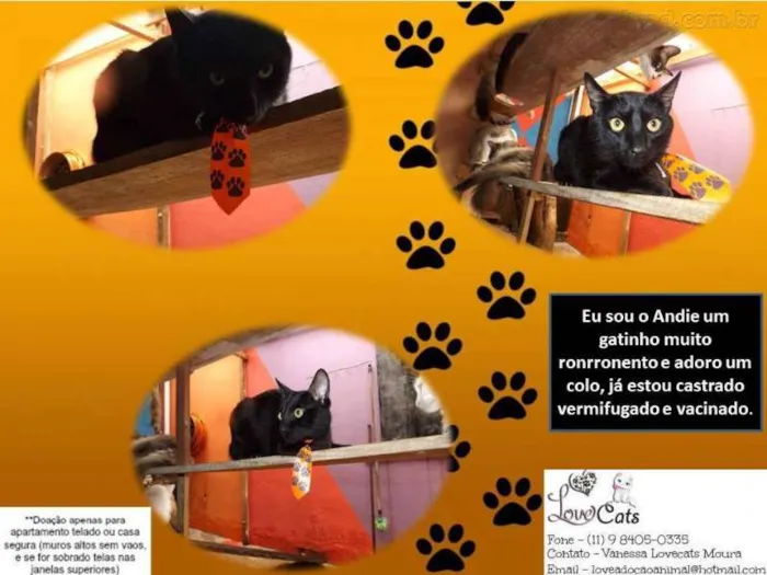 Gato ra a SRD idade 1 ano nome Andie