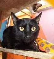 Gato raça SRD idade 1 ano nome Andie