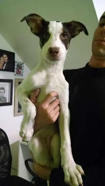 Cachorro ra a SRD idade 2 a 6 meses nome Erick