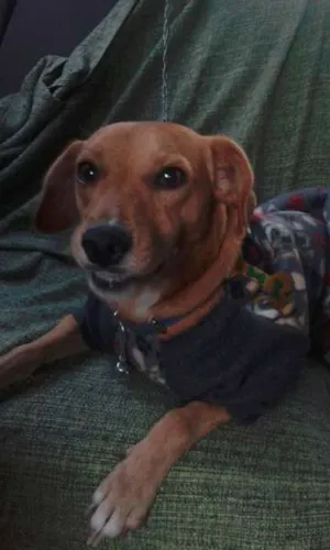 Cachorro raça Vira Lata idade 1 ano nome Costelinha