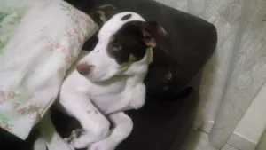Cachorro raça SRD idade 2 a 6 meses nome Erick