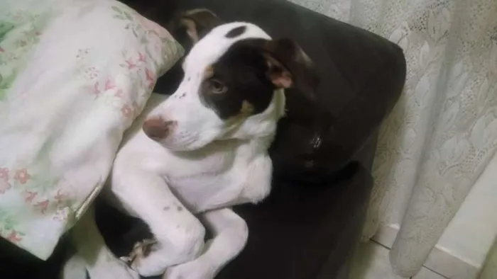Cachorro ra a SRD idade 2 a 6 meses nome Erick