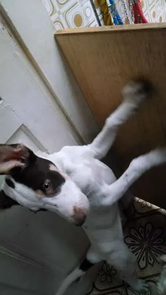 Cachorro ra a SRD idade 2 a 6 meses nome Erick