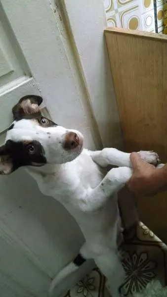 Cachorro ra a SRD idade 2 a 6 meses nome Erick