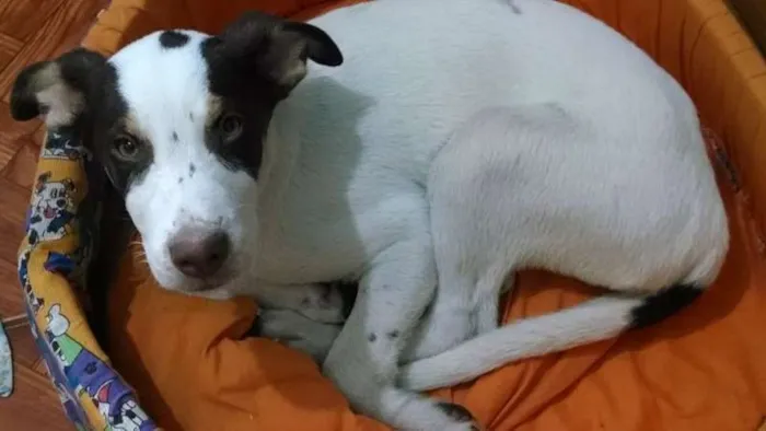 Cachorro ra a SRD idade 2 a 6 meses nome Erick