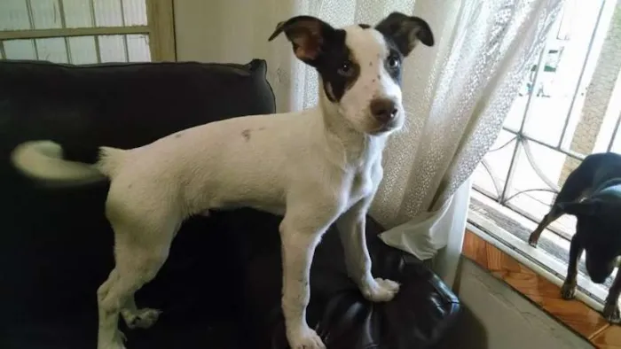 Cachorro ra a SRD idade 2 a 6 meses nome Erick