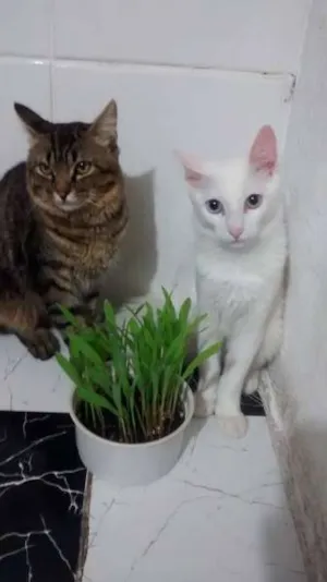 Gato raça Angorá e siames idade 7 a 11 meses nome nino e gatao
