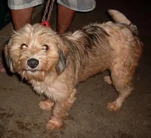 Cachorro raça Poodle+Lhasa idade 7 a 11 meses nome Não tem