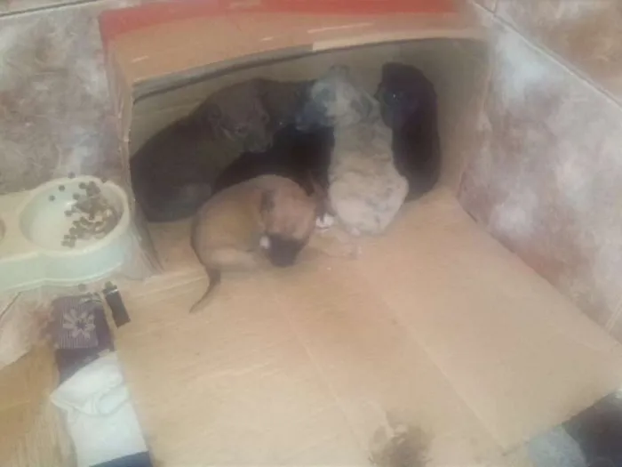Cachorro ra a Vira Lata idade Abaixo de 2 meses nome Sem Nome
