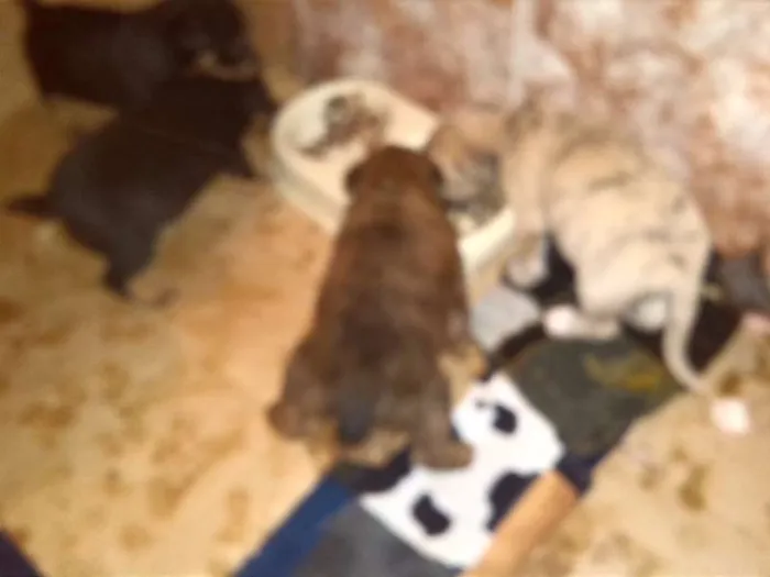 Cachorro ra a Vira Lata idade Abaixo de 2 meses nome Sem Nome