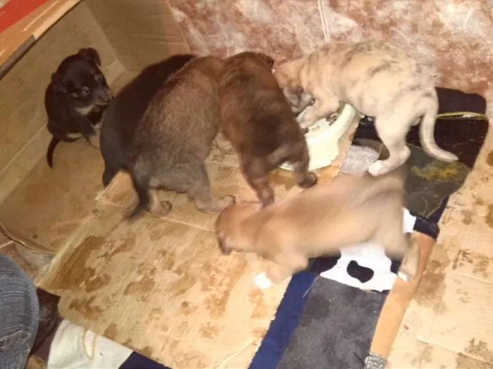Cachorro ra a Vira Lata idade Abaixo de 2 meses nome Sem Nome