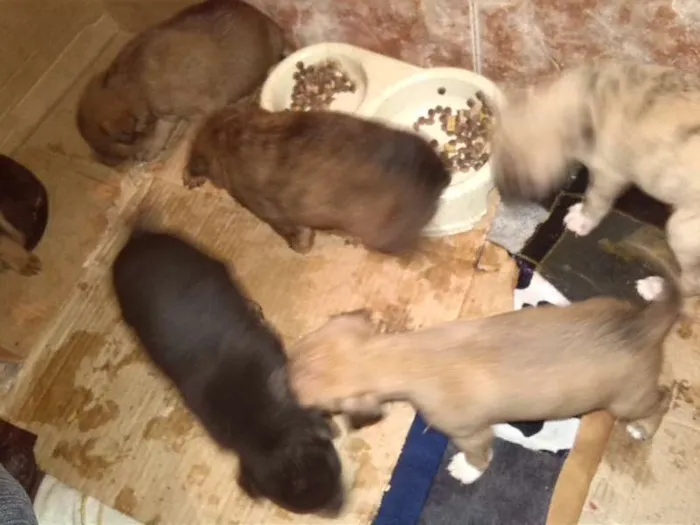 Cachorro ra a Vira Lata idade Abaixo de 2 meses nome Sem Nome