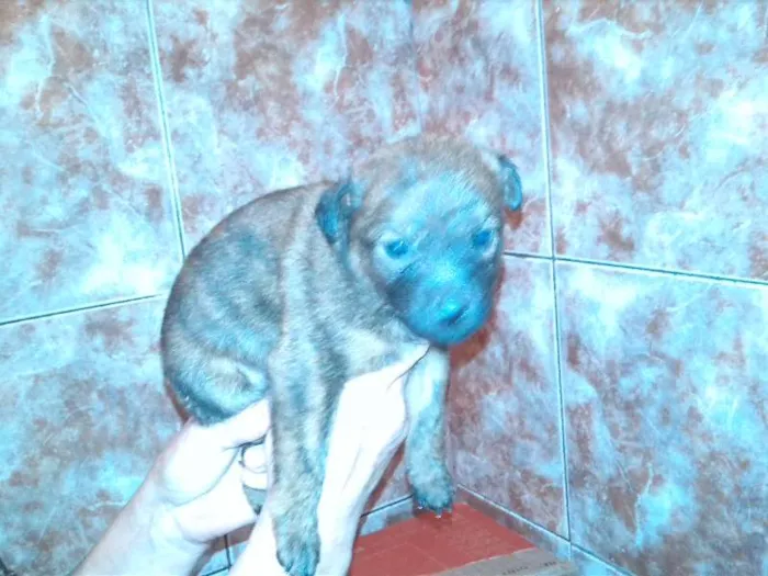 Cachorro ra a Vira Lata idade Abaixo de 2 meses nome Sem Nome