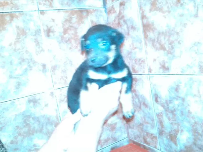 Cachorro ra a Vira Lata idade Abaixo de 2 meses nome Sem Nome