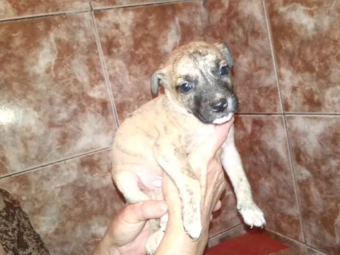 Cachorro ra a Vira Lata idade Abaixo de 2 meses nome Sem Nome