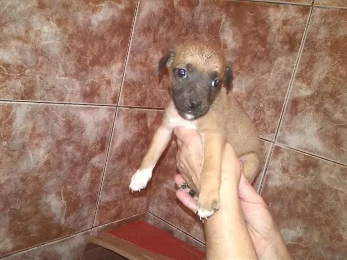 Cachorro ra a Vira Lata idade Abaixo de 2 meses nome Sem Nome