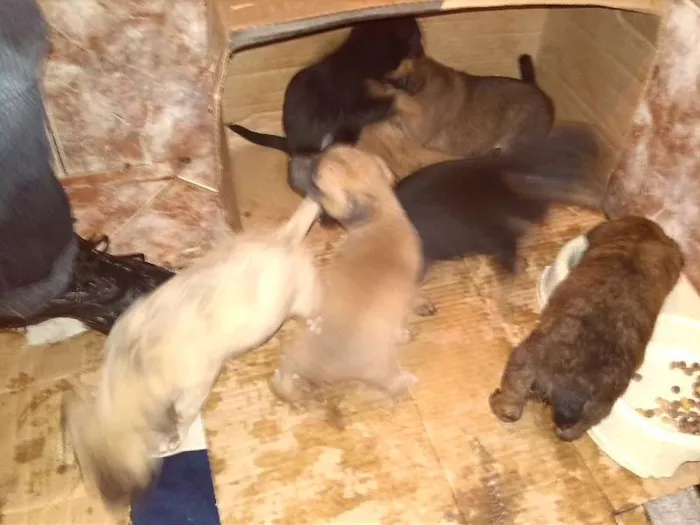 Cachorro ra a Vira Lata idade Abaixo de 2 meses nome Sem Nome